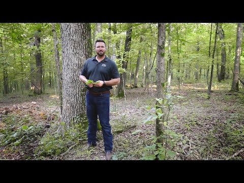 Tour the American Oak Forest with World Cooperage