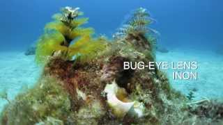 preview picture of video 'IRIOMOTE Bug-eye Lens'