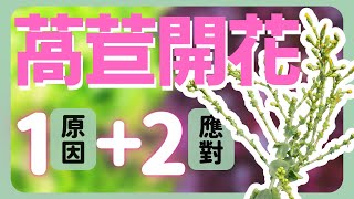 萵以為春天來了 | 萵苣開花的1原因和2應對方式 | How to avoid Lettuce flowering |《葛斯怎麼種》48