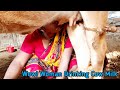 Milking Drinking Milk Directly