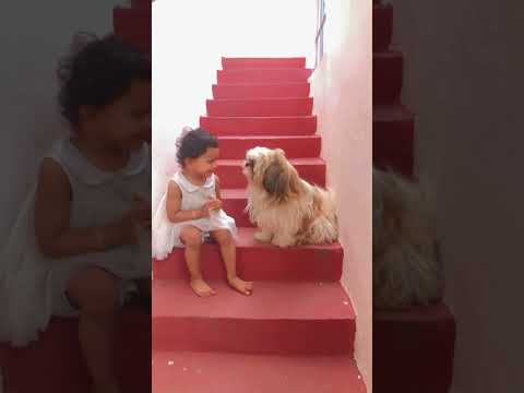 Dhanvi with home 🏡 pet 🐶 #homepets #puppylove #puppies