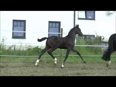 Dibadu - HF v. Don Diamond - Sandro Hit - Donnerhall *2016