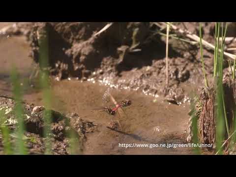 アキアカネの産卵2024