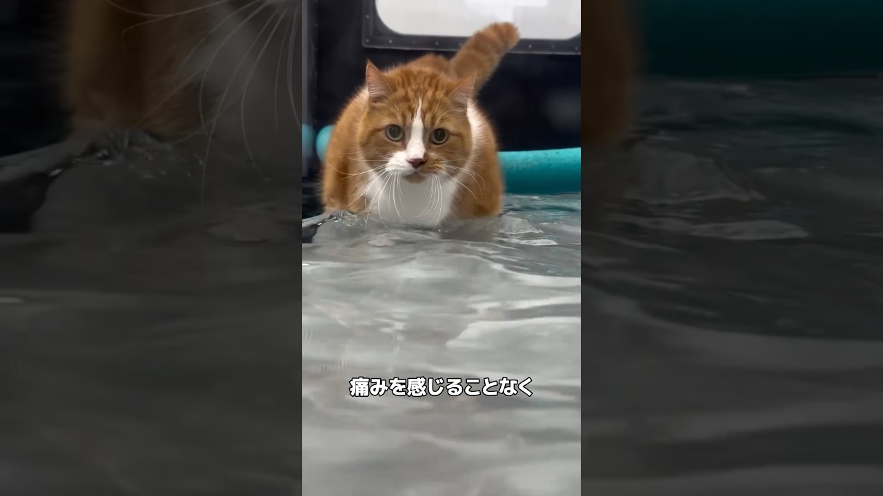 太った猫のダイエット方法