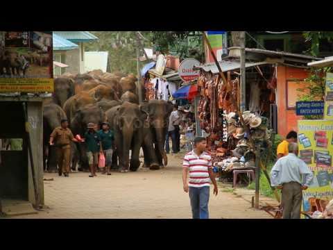 0 Podróże Marzeń: Sri Lanka