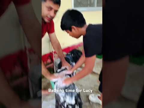 Giving your 🐕‍🦺 a bath be like