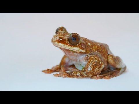 Frogs Are Disappearing. What Does That Mean? - The New York Times