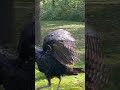 Yard Birds #turkeys  #wildlife  #birds #wildlifephotography  #wildbirds #nature  #backyardbirds