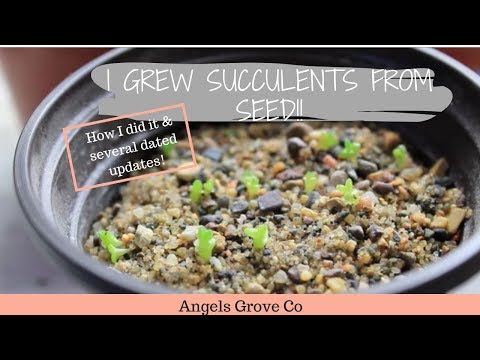 , title : 'How to Grow Succulents From Seeds🌵 // Angels Grove Co