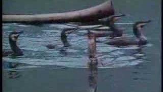 He Dances For His Cormorants (clip)