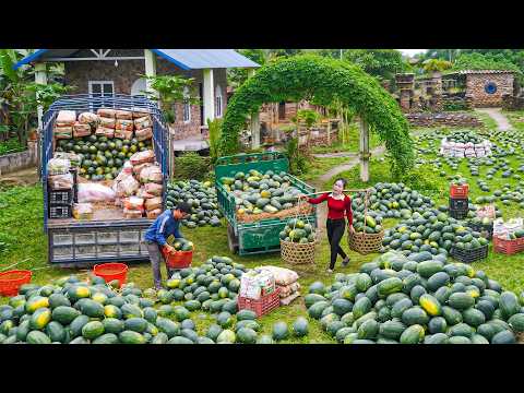 Buy 1000+ Big Watermelons from a Merchant, 3-Wheeled Truck Transport to Sell For Villager