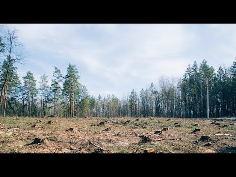 Why Wind Farms Are Bad for the Environment