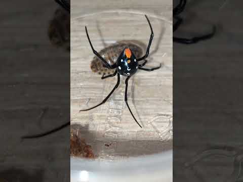 latrodectus menavodi