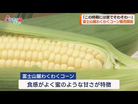 YouTube Video 「市販のものとは全く違う」 特産の「富士山麓わくわくコーン」即売会に長い列 静岡・富士市