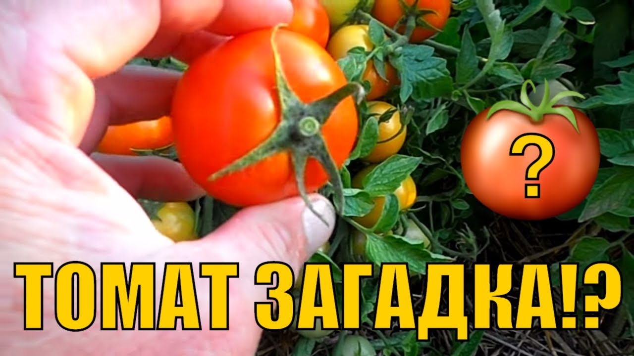 Урожайные сорта томатов. Томат Загадка ранний