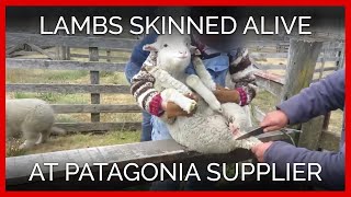 Patagonia Supplier Network's Workers Skin Lambs Alive
