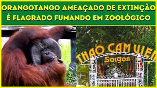 ORANGOTANGO ameaado de extino  flagrado fumando em zoolgico