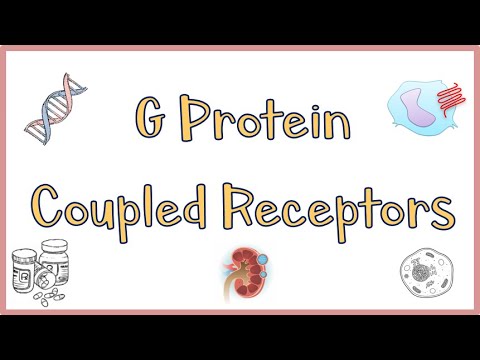 image-What are the types of G protein coupled receptors?
