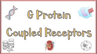 G Protein Coupled Receptors(GPCRs) - Structure, Function, Mechanism of Action. Everything!