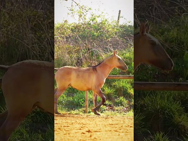 Pouliche Lusitanienne