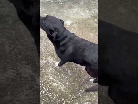 Vídeo de Perseu 