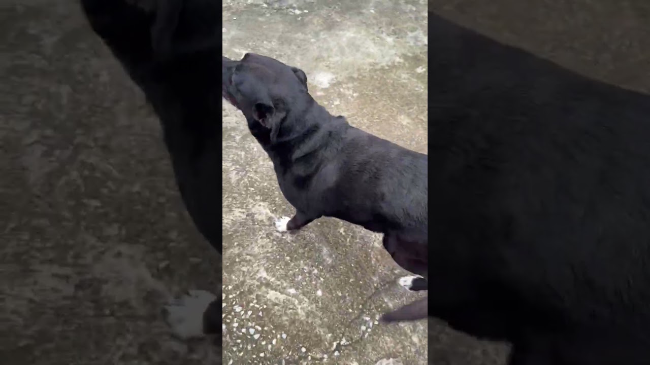 Cachorro raça SRD-ViraLata idade 6 ou mais anos nome Perseu 