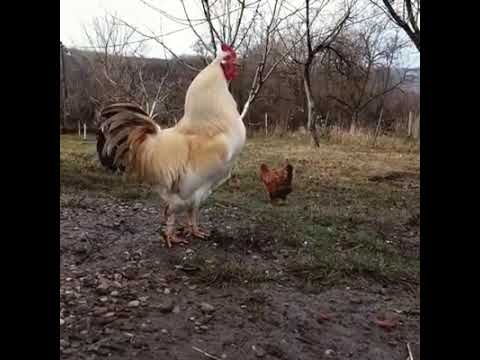 Доброутро добри луѓе. Само рурално.