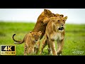 4K Animal World : [4K UHD] Beautiful Wildlife Animals and Relaxing Music for Stress Relief