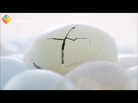 Cats coming in the eggs this is a funny video