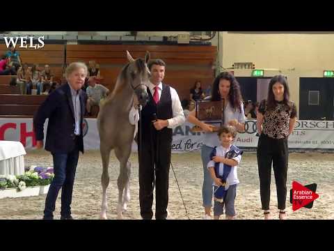 N.21 AJ EAZM - Wels 2018 - International Yearling Colt Championship GOLD
