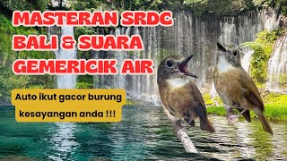 Download lagu Masteran SRDC Bali Gacor & Suara Gemericik Air || Suara Jernih || Anti Stress !!! mp3