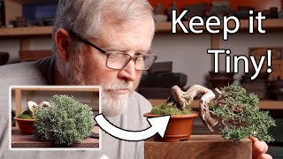 Download lagu Mame Size Control: Cutback, Pruning, & Wiring Mini Bonsai mp3