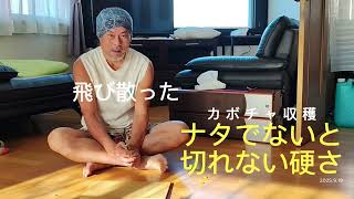 カボチャを斬る