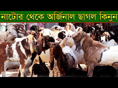 ছাগলের খামার