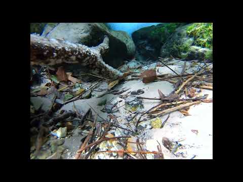 Anubias in clear water stream tributary to Lufimi River. DR Congo