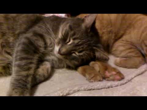 Pillow Feet (Cat Snoozing)