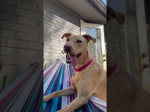 Bob Barker, an adoptable Hound & Yellow Labrador Retriever Mix in Alpharetta, GA_image-1