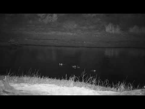 Djuma: Four Hippos - 03:33 - 10/07/2023