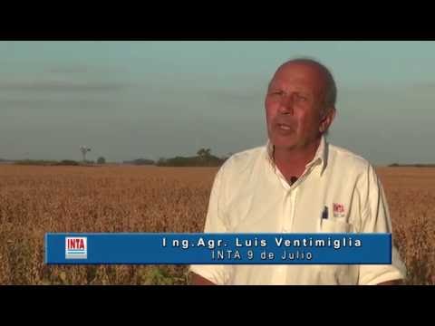 Barley: Production according to planting date