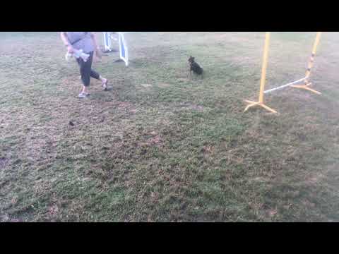 Collection on the flat