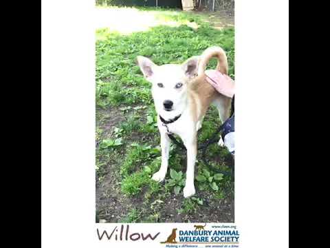 Willow, an adopted Australian Shepherd Mix in Danbury, CT_image-1