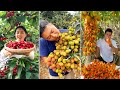 Awesome Cutting Fruit on The Tree | Amazing Fruits Cutting Skills