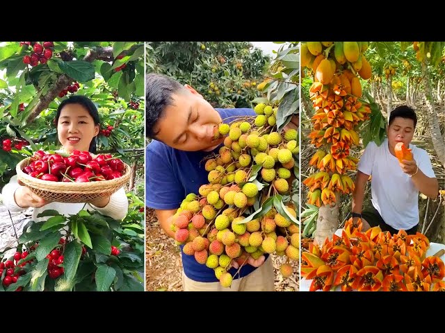 Pronúncia de vídeo de Punica granatum em Inglês