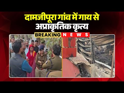 Betul News: Unnatural acts were committed against a cow in Damjipura village. Angry people set fi...