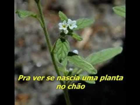 Súplica Cearense ( Luiz Gonzaga e Fagner )