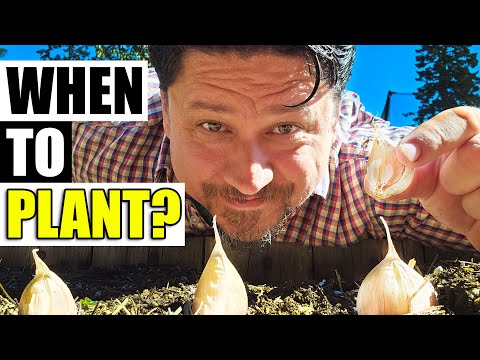 Harvesting Your Garlic The Definitive Guide For Beginners