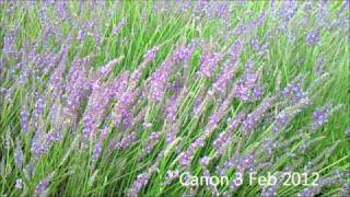 Download lagu パッヘルベルのカノン　Canon de Pachelbel Celticharp mp3