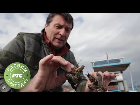 Sasvim prirodno: Rakovi na tanjiru (Jovan Memedović)