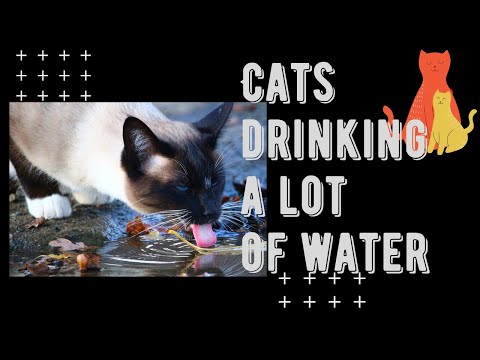 Cats drinking a lot of water and Why Is My Cat Drinking A Lot More Water Video