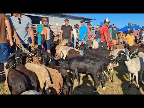 FEIRA DE ANIMAIS DE LAGOA DE PEDRAS-RN. 21.09.2026
